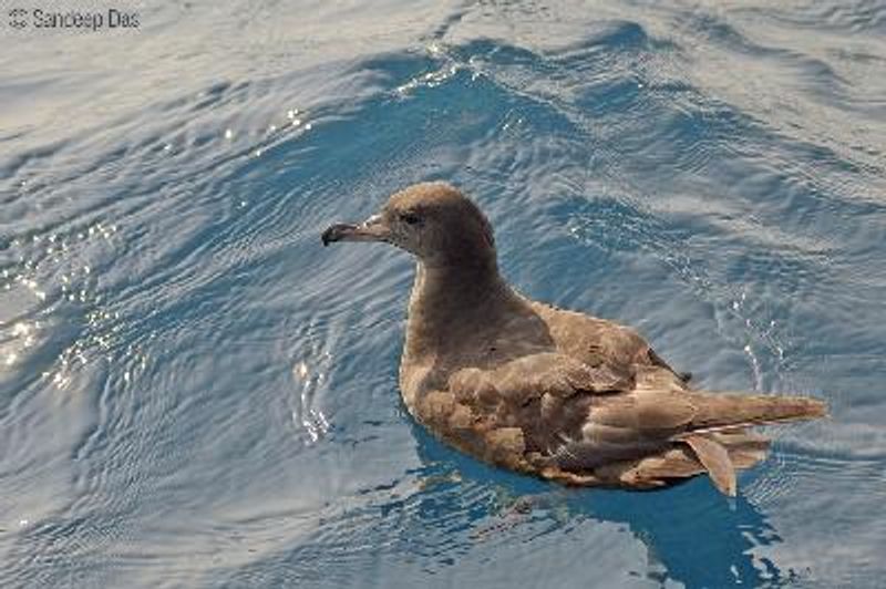 Flesh footed Shearwater