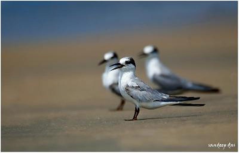 Little Tern