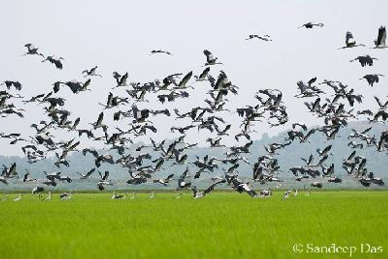 Asian Openbill