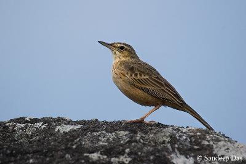 Long billed Pipit