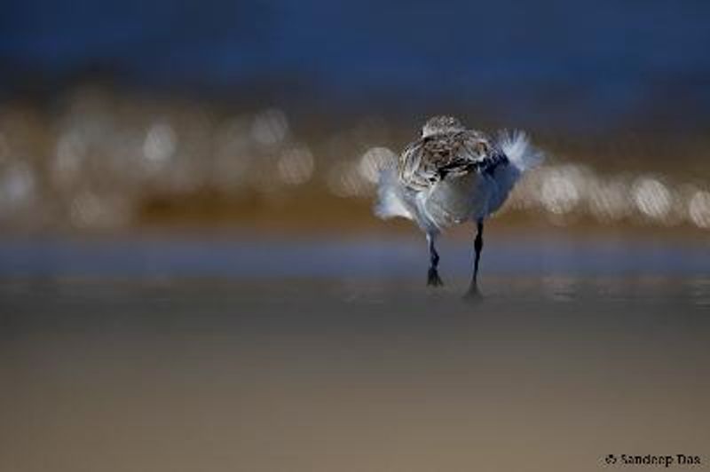 Sanderling