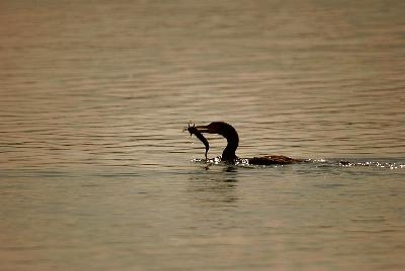 Indian Cormorant