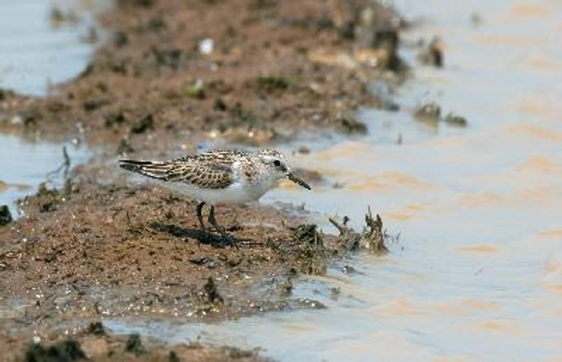 Little Stint