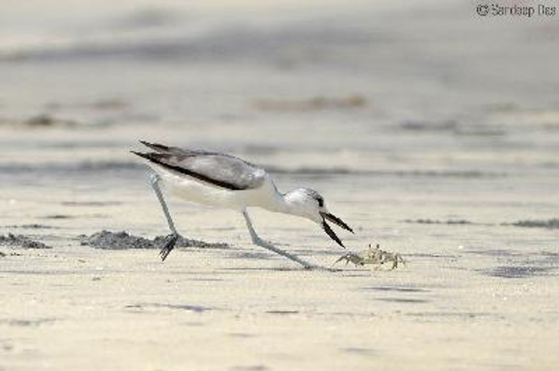 Crab plover