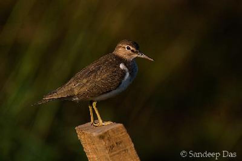 Common Sandpiper