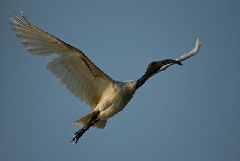 Black headed Ibis