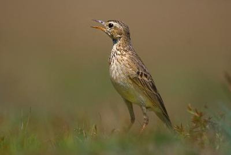 Richard's Pipit