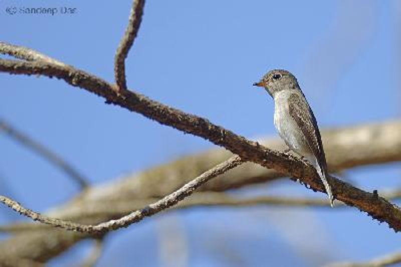 Asian Brown Flycatcher