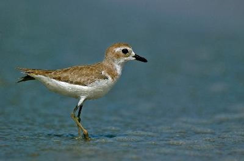 Greater Sand Plover