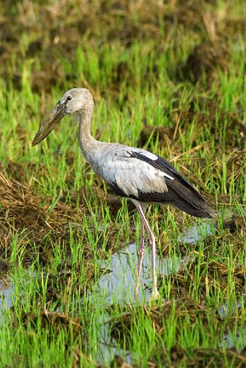 Asian Openbill