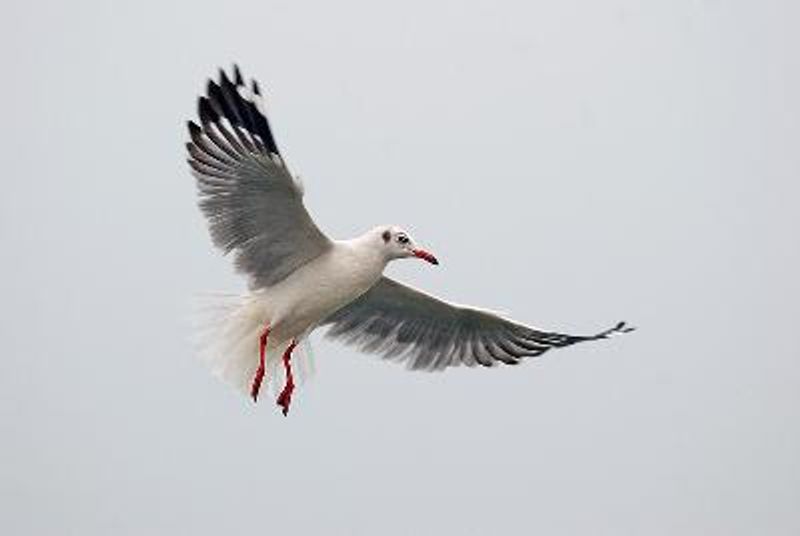 Brown headed Gull