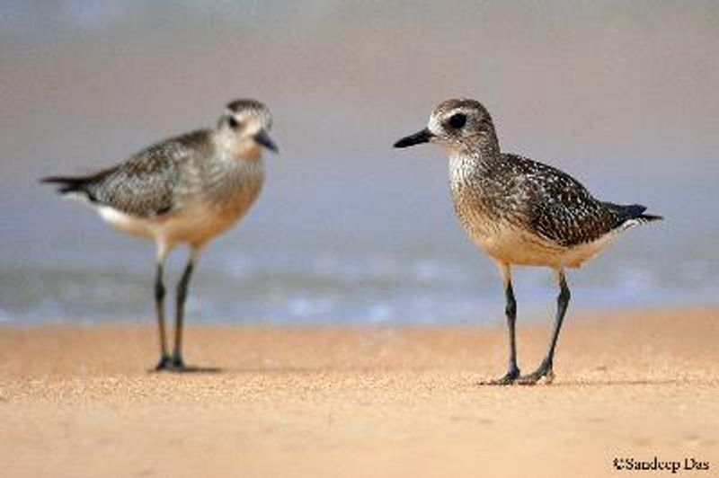 Grey Plover