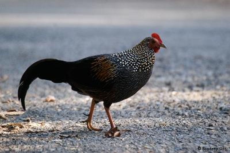 Grey Junglefowl