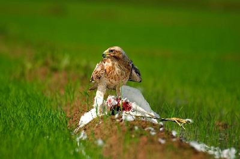 Booted Eagle