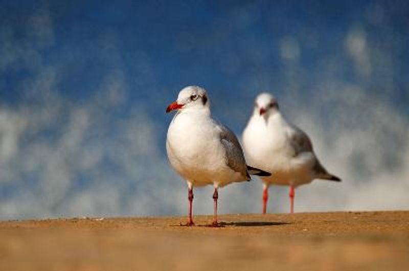 Brown headed Gull