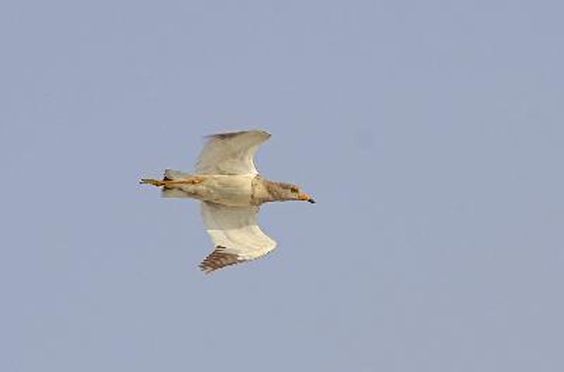 Grey headed Lapwing