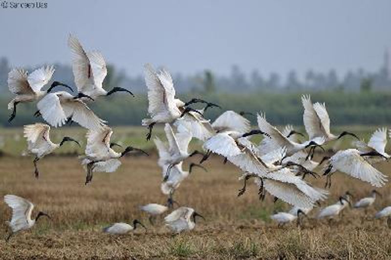 Black headed Ibis