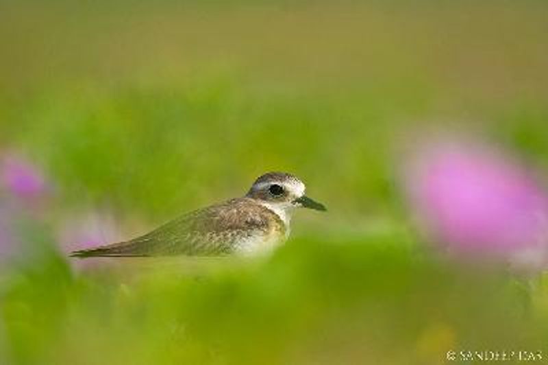 Lesser Sand Plover