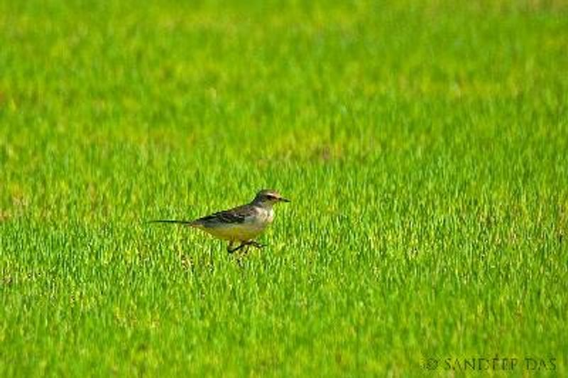 Western Yellow Wagtail