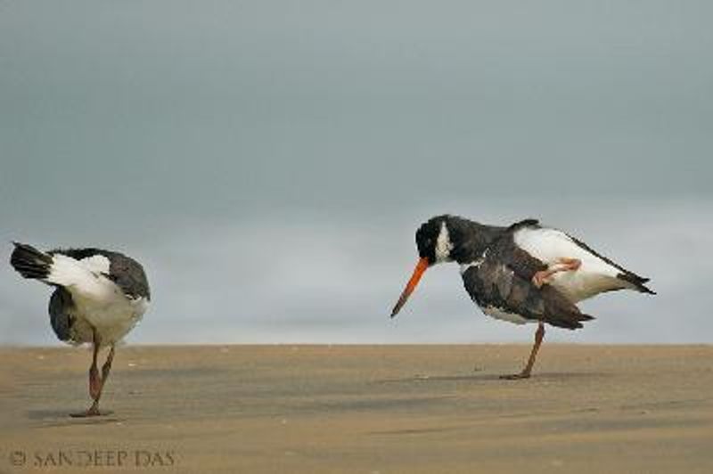 Eurasian Oystercatcher