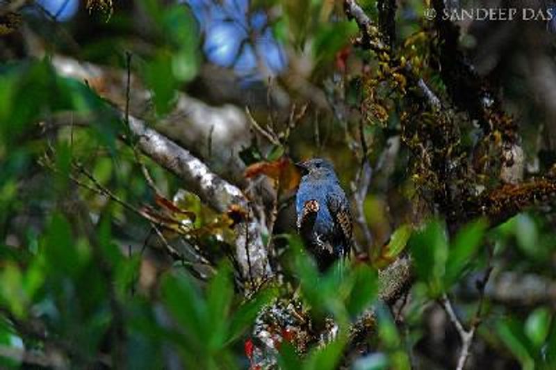 Nilgiri Flycatcher