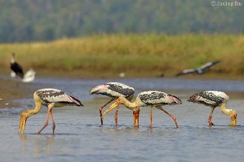 Painted Stork