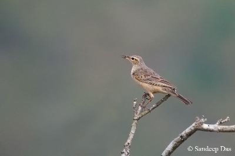 Long billed Pipit