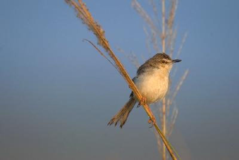 Plain Prinia