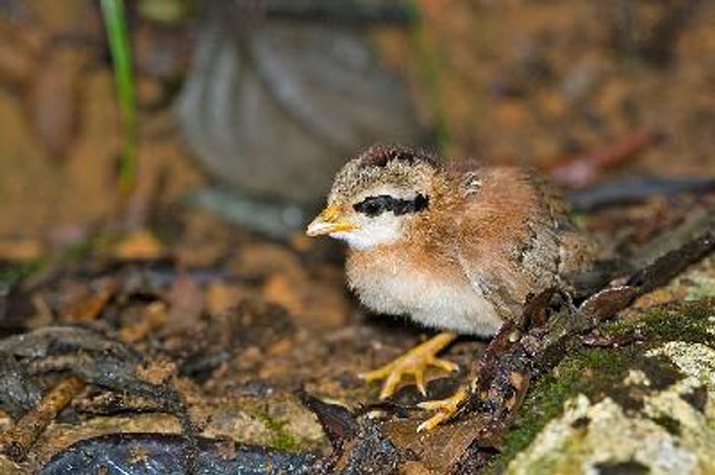 Grey Junglefowl