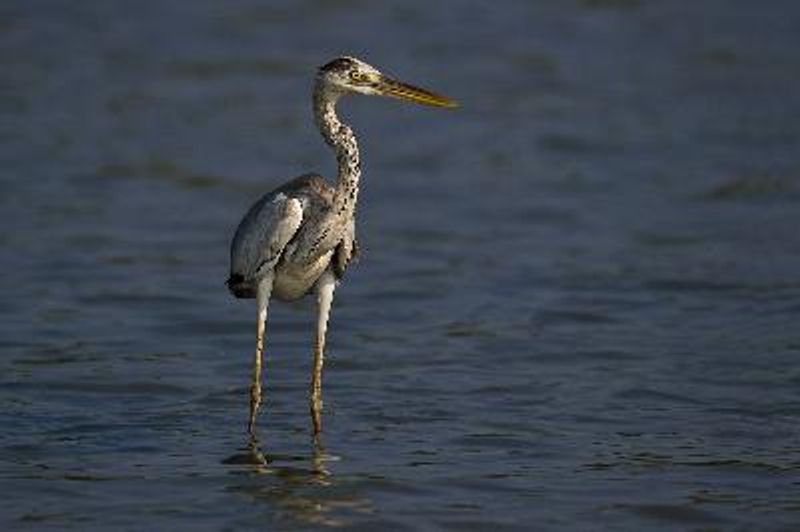 Grey Heron