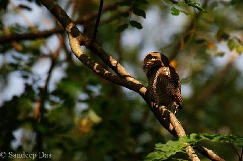 Jungle Owlet