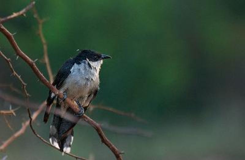 Pied Cuckoo