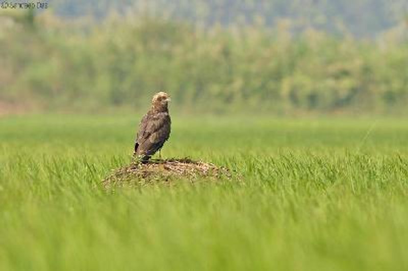 Western Marsh Harrier