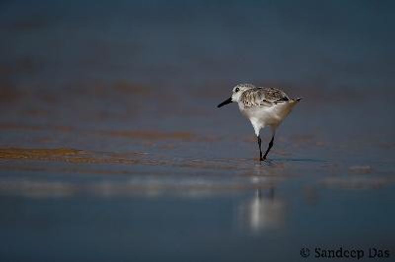 Sanderling