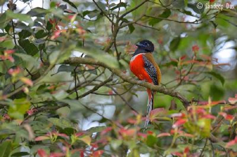 Malabar Trogon