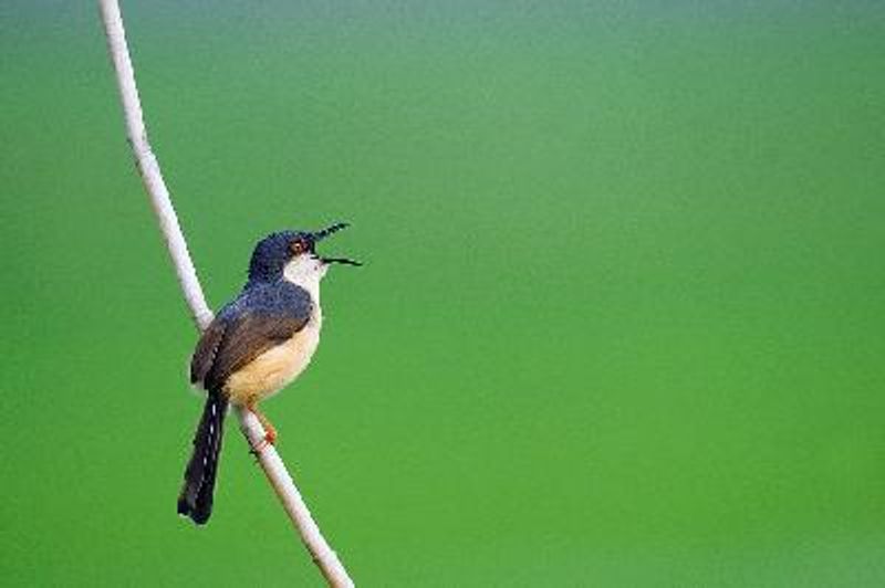 Ashy Prinia