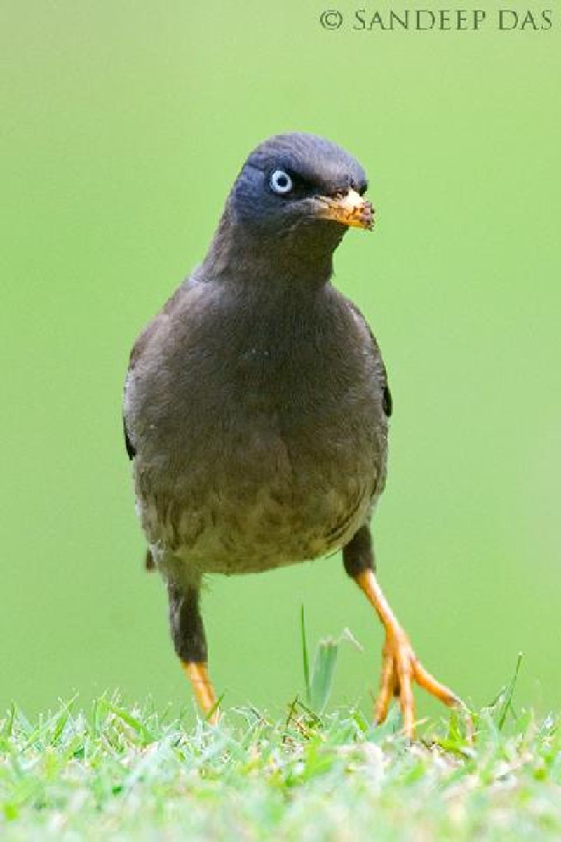 Jungle Myna