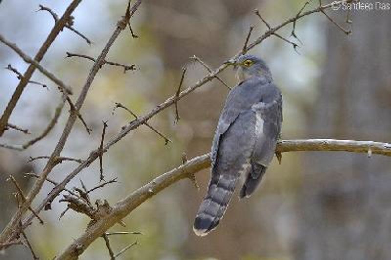 Common Hawk Cuckoo