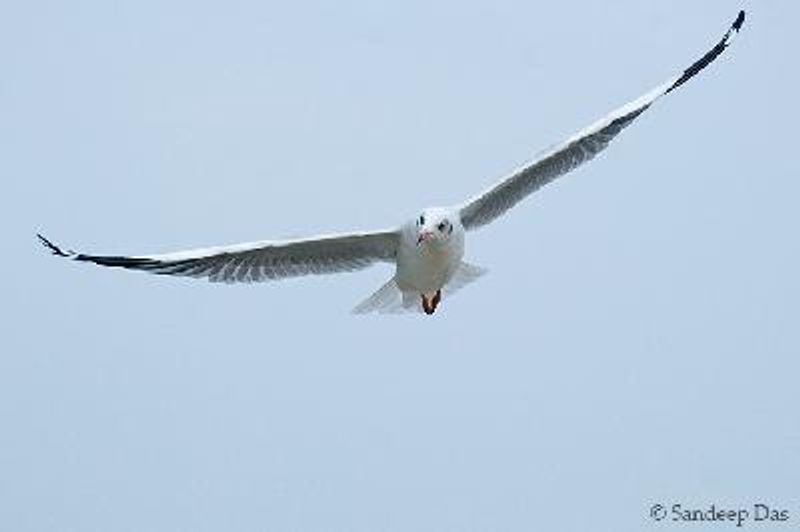 Brown headed Gull