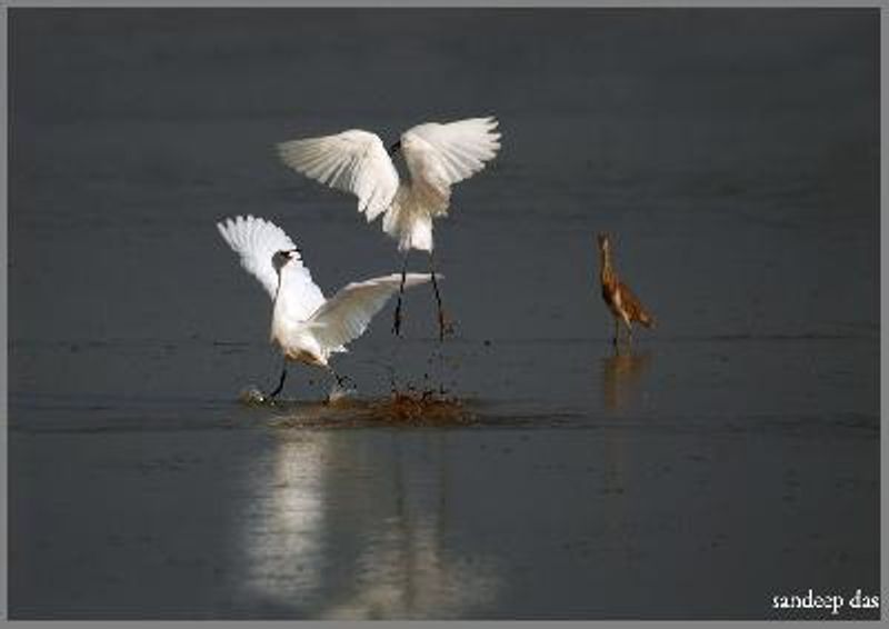 Little Egret