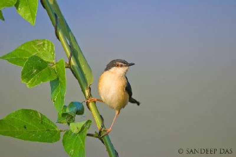 Ashy Prinia