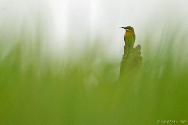 Blue tailed Bee eater