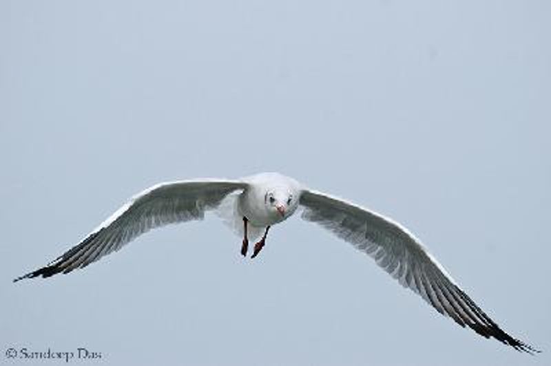 Black headed Gull