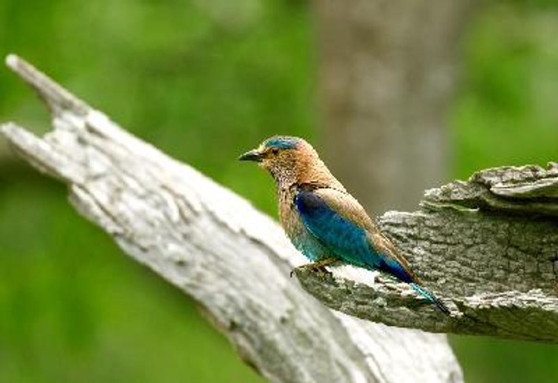 Indian Roller