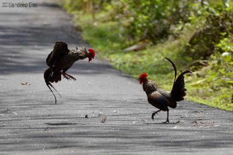 Grey Junglefowl