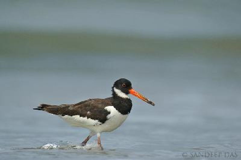 Eurasian Oystercatcher