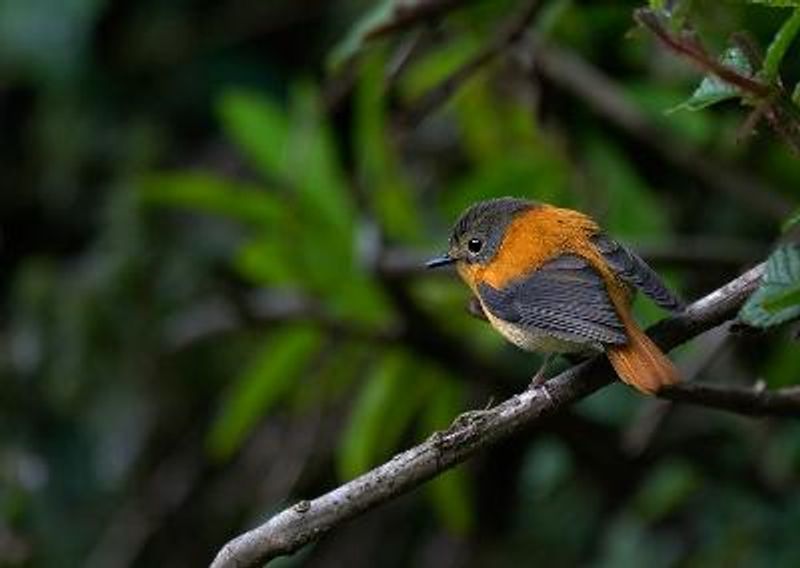 Black and orange Flycatcher