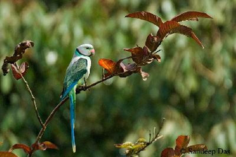 Malabar Parakeet