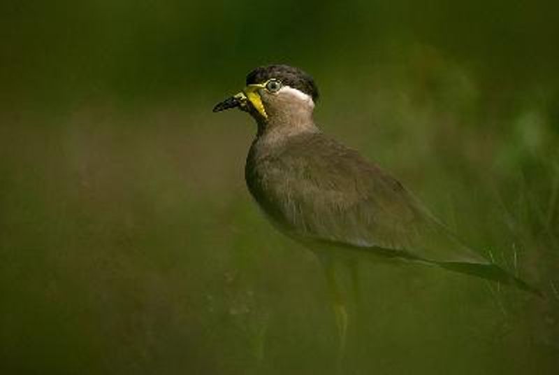 Yellow wattled Lapwing