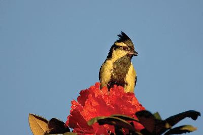 Black lored Tit